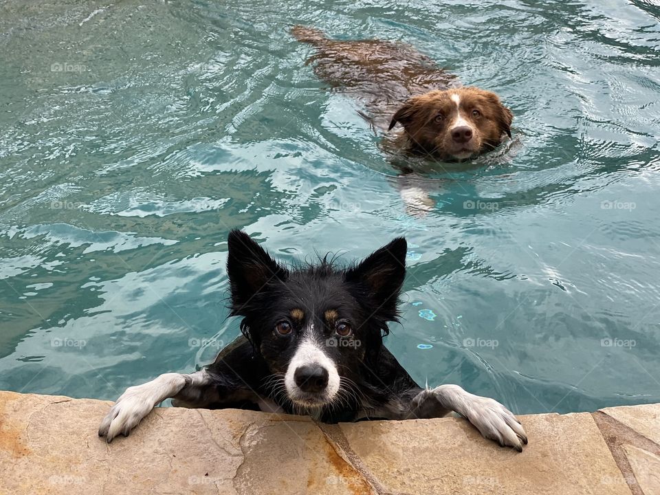 Two border collies swimming in a pool