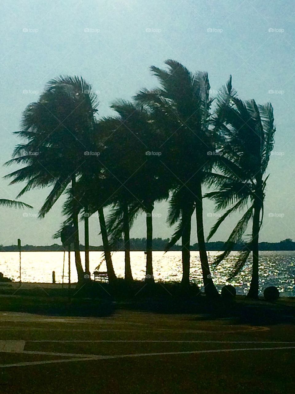 Palm trees blowing in the wind 