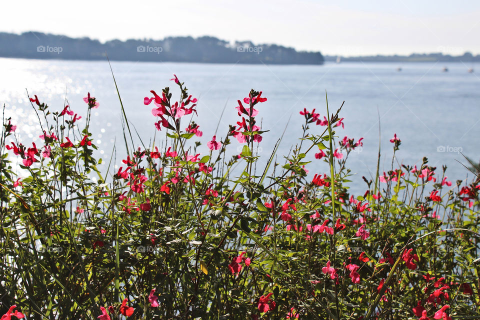 Gulf of Morbihan Brittany France