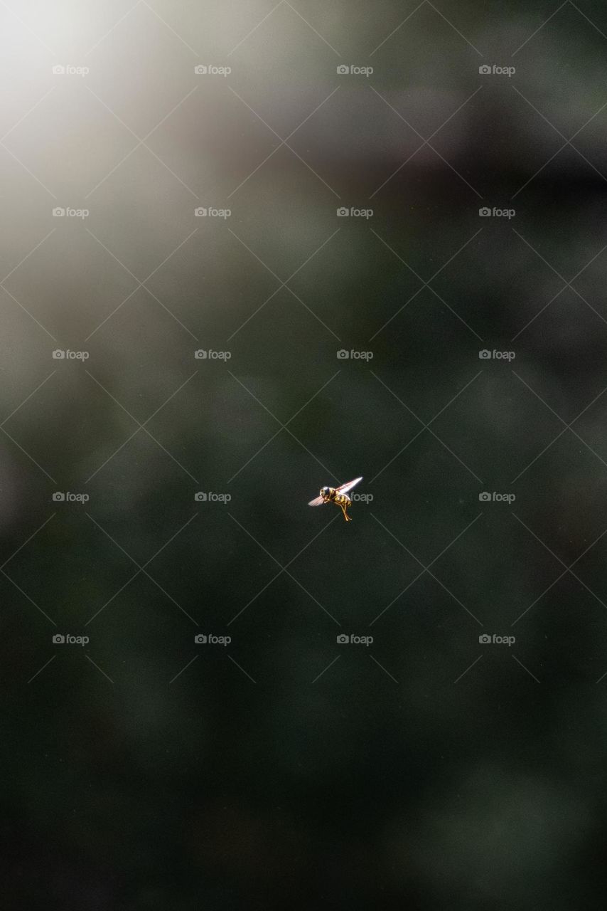 A wasp hovers in the air on a sunny spring day🐝 Vespa crabro.