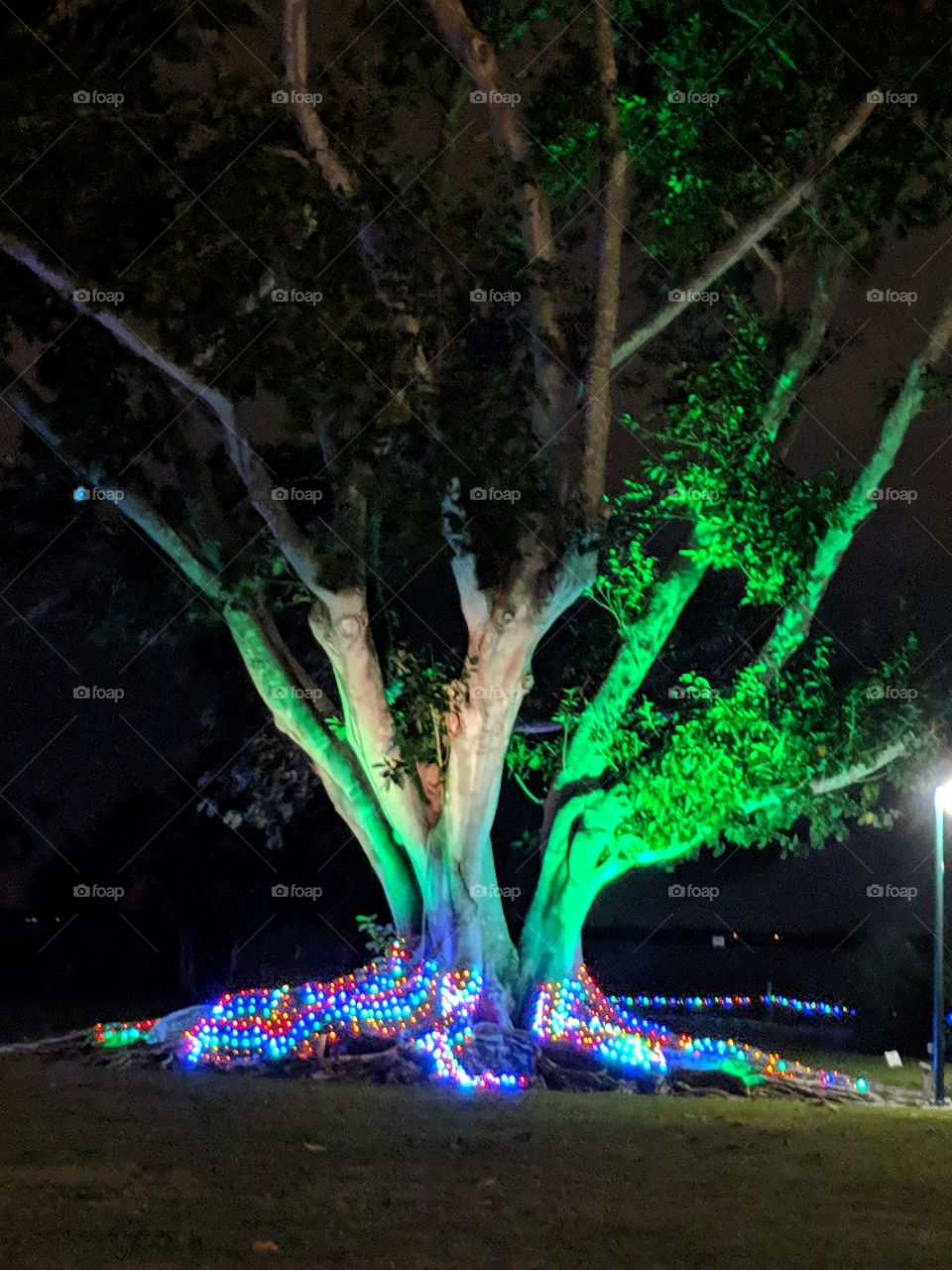 Christmas lights at Ford & Edison Winter Estate, Fort Meyers, FL 12/2018