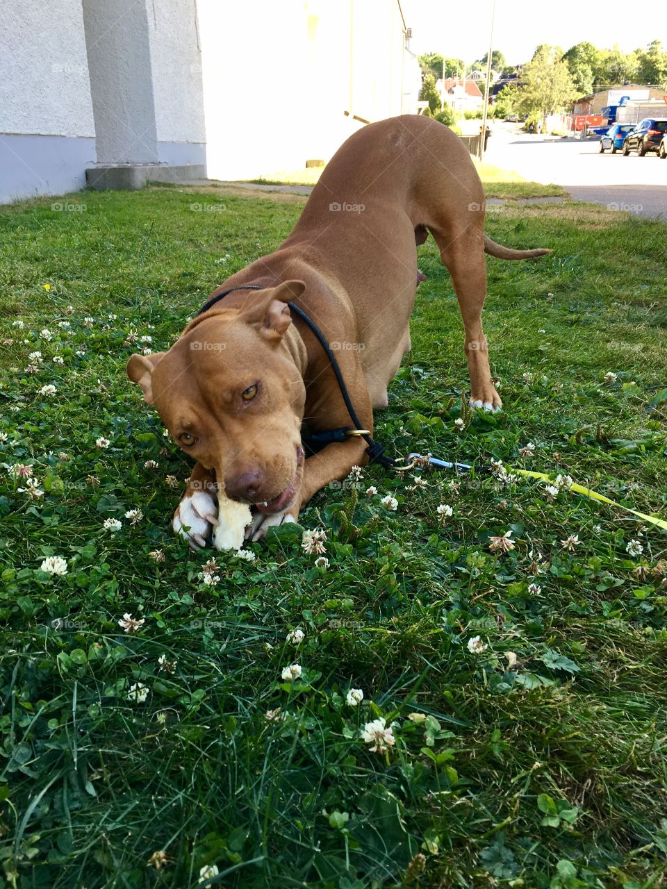 Amstaff female