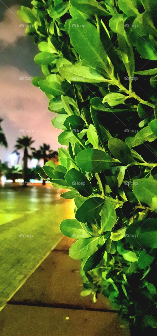 "ANYONE CAN LOVE A ROSE, BUT IT TAKES A LOT TO LOVE A LEAF. IT'S ORDINARY TO LOVE THE BEAUTIFUL, BUT IT'S BEAUTIFUL TO LOVE THE ORDINARY."