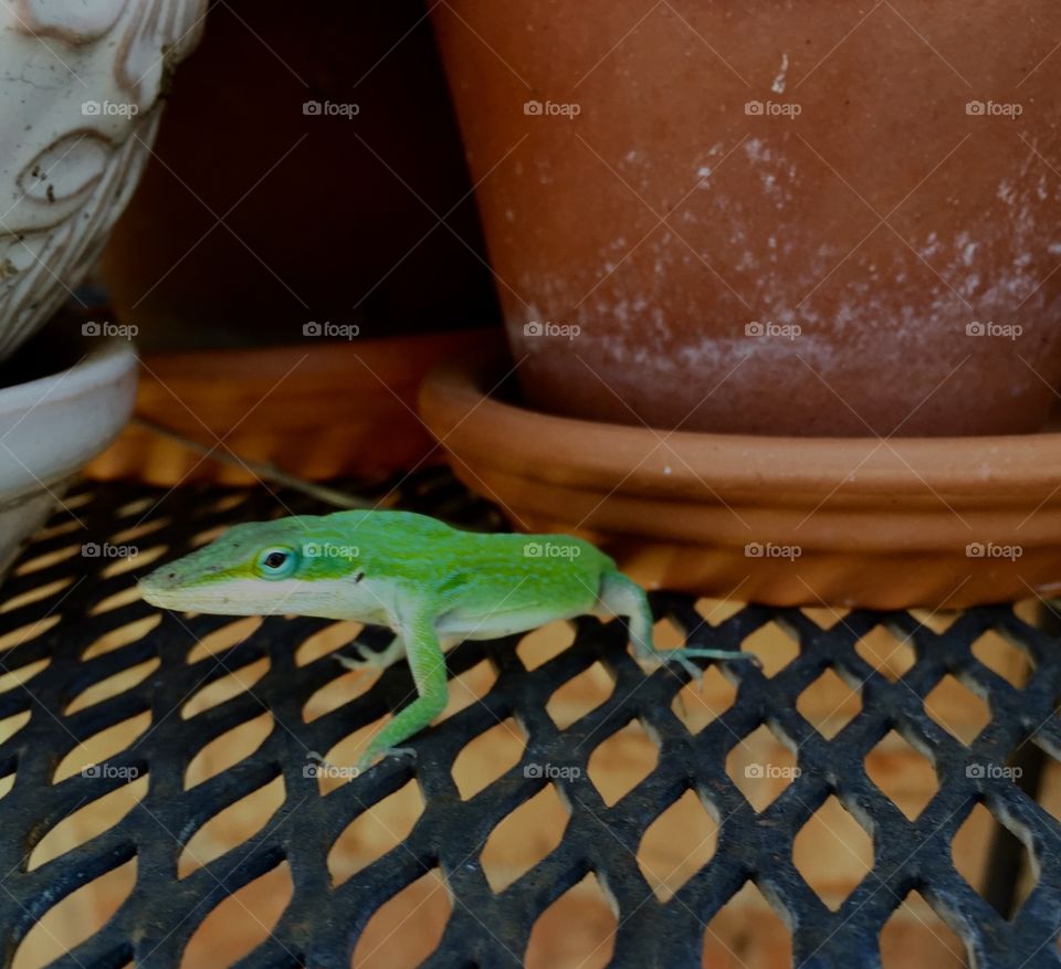 Green gecko on a black mesh metal table