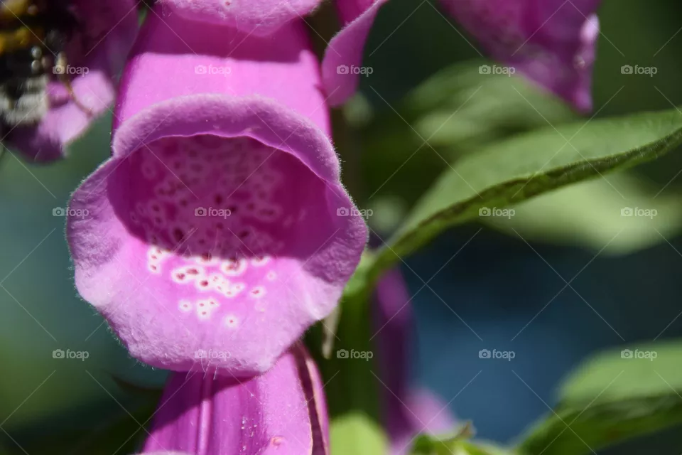 Wildflower