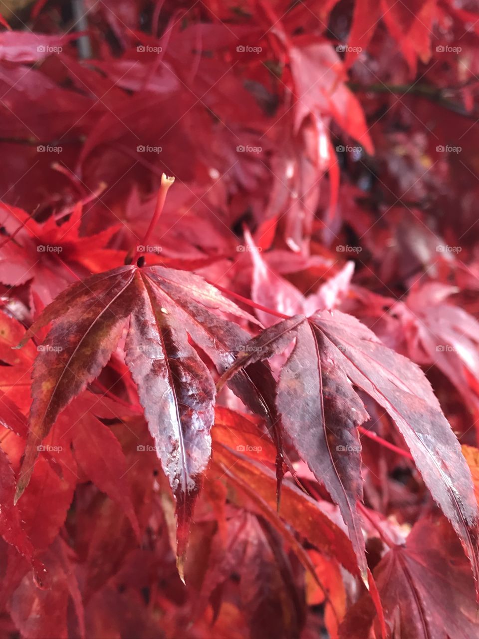 Red autumn maple leaves