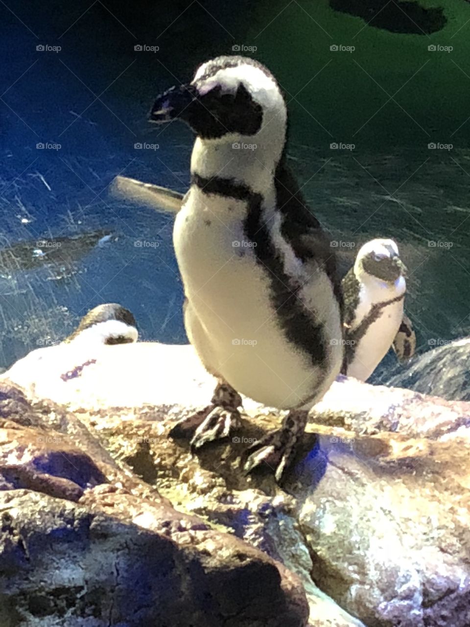 A penguin just shaking his feathers in Boston’s aquarium! 