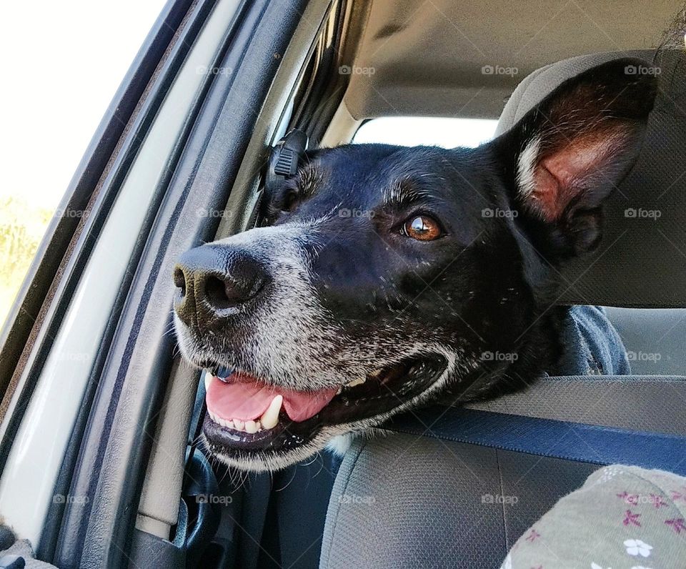 Without a doubt the best friend! A dog around is a guarantee of joy and love...