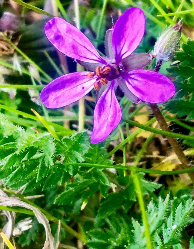 nature