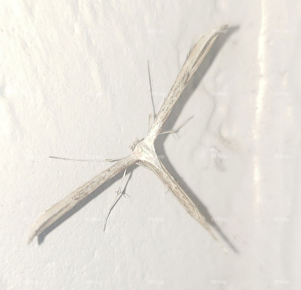 plume moth