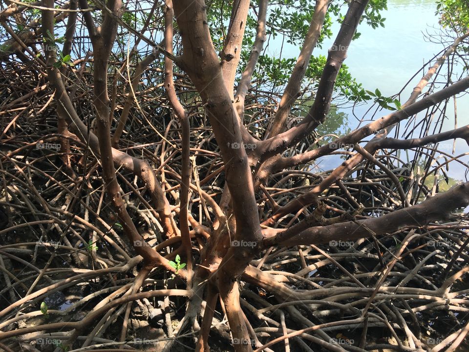 Florida mangrove