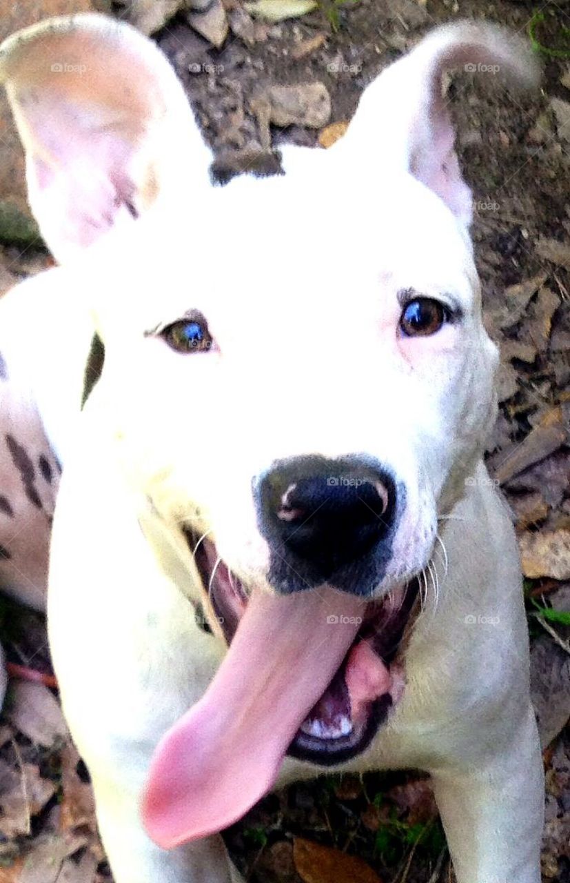 Long tongue puppy