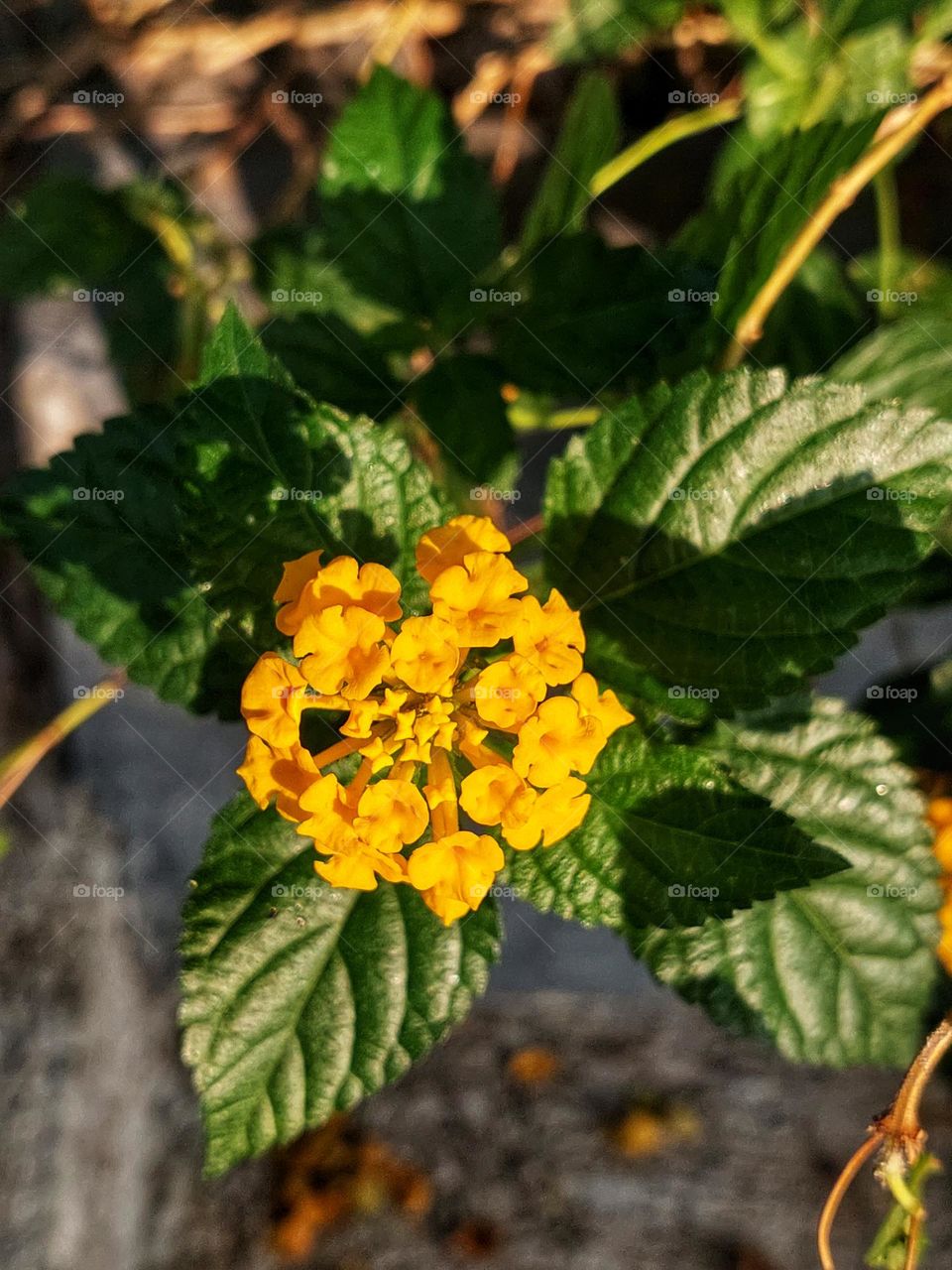 Beautiful color of lantana camara flowers  surrounded by green leaves in the graden