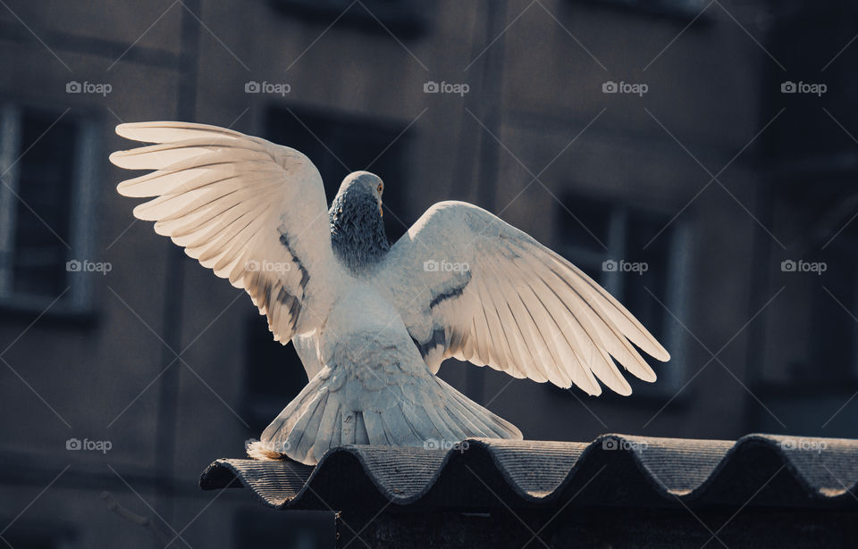 white pigeon on a roof . urban scene,  close up