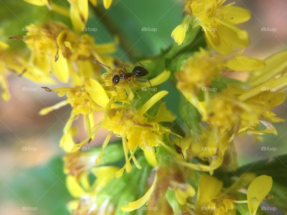 Ant on goldenrod 