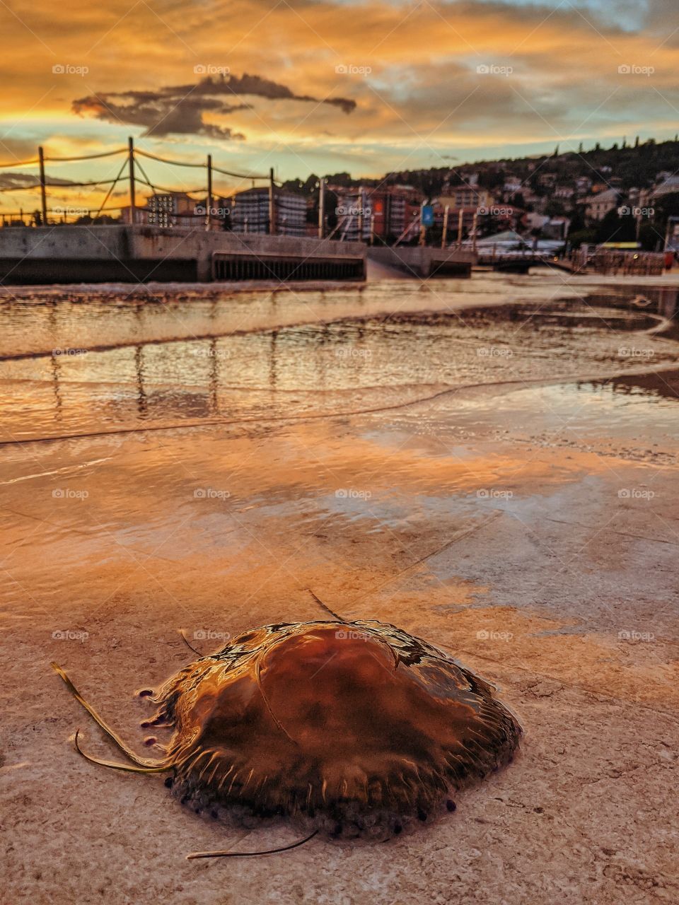 Jellyfish in the setting sun