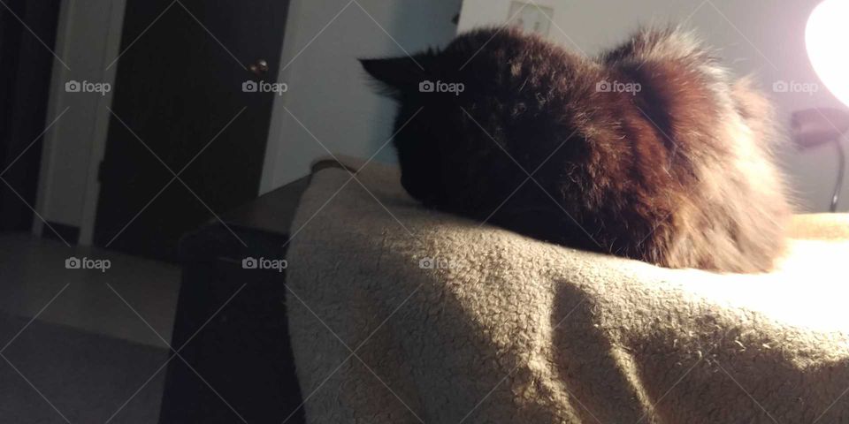 black cat sleeping light rest