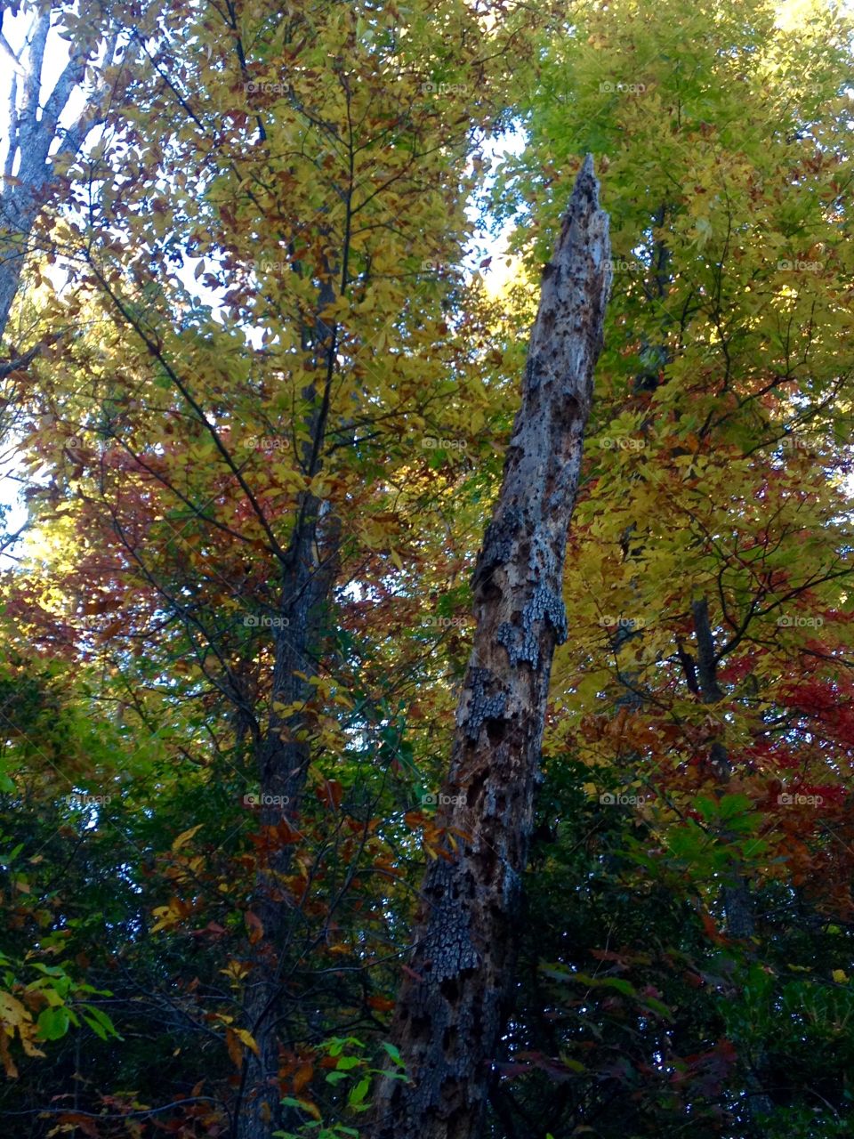 New Generations . The Forest beautiful with and without leaves. 