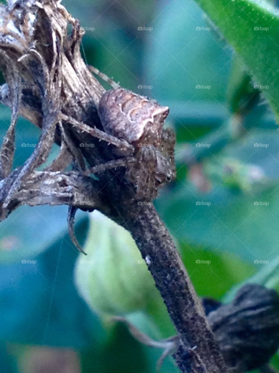 Spider..as a camouflage special man waiting for his prey