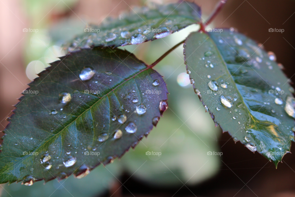 Rose leaves and raindrops 