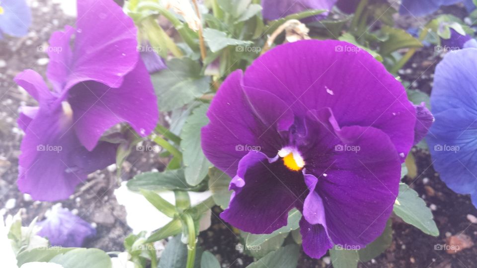 purple flower power
