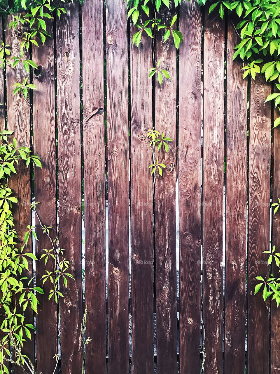 Green liana leaves on wooden rustic fence background 