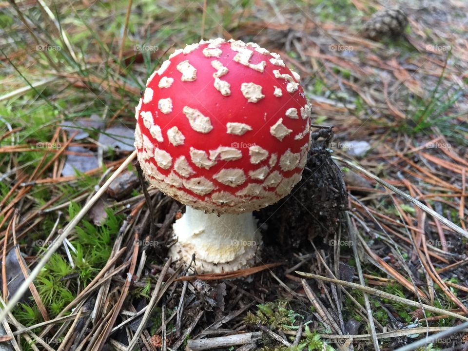 Mushroom
