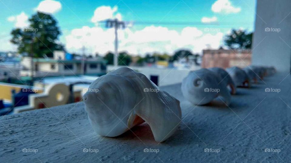 Row of white snail shells on the terrace of the house near the beach