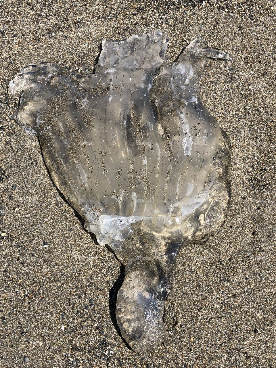 Stranded Jellyfish