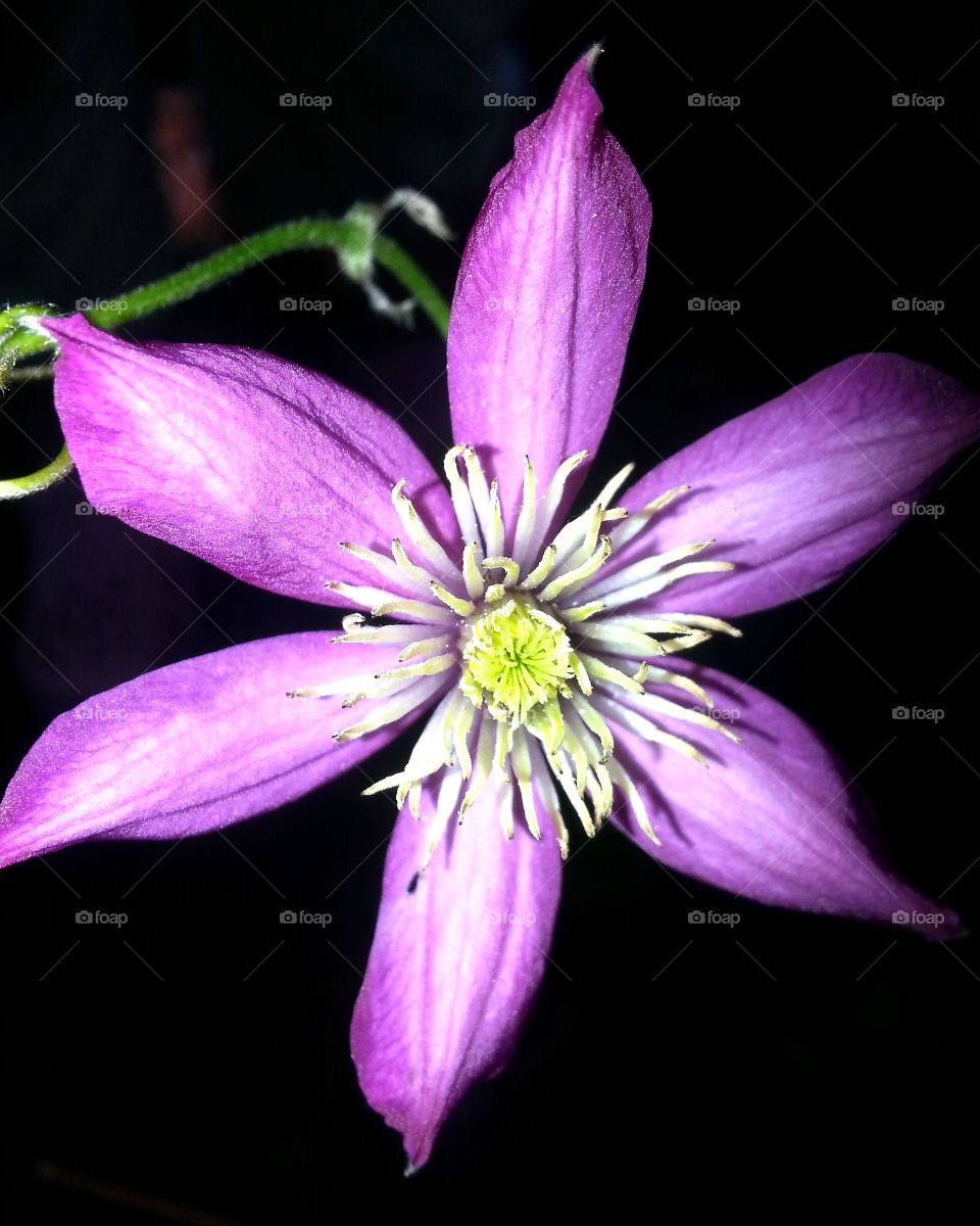clematis