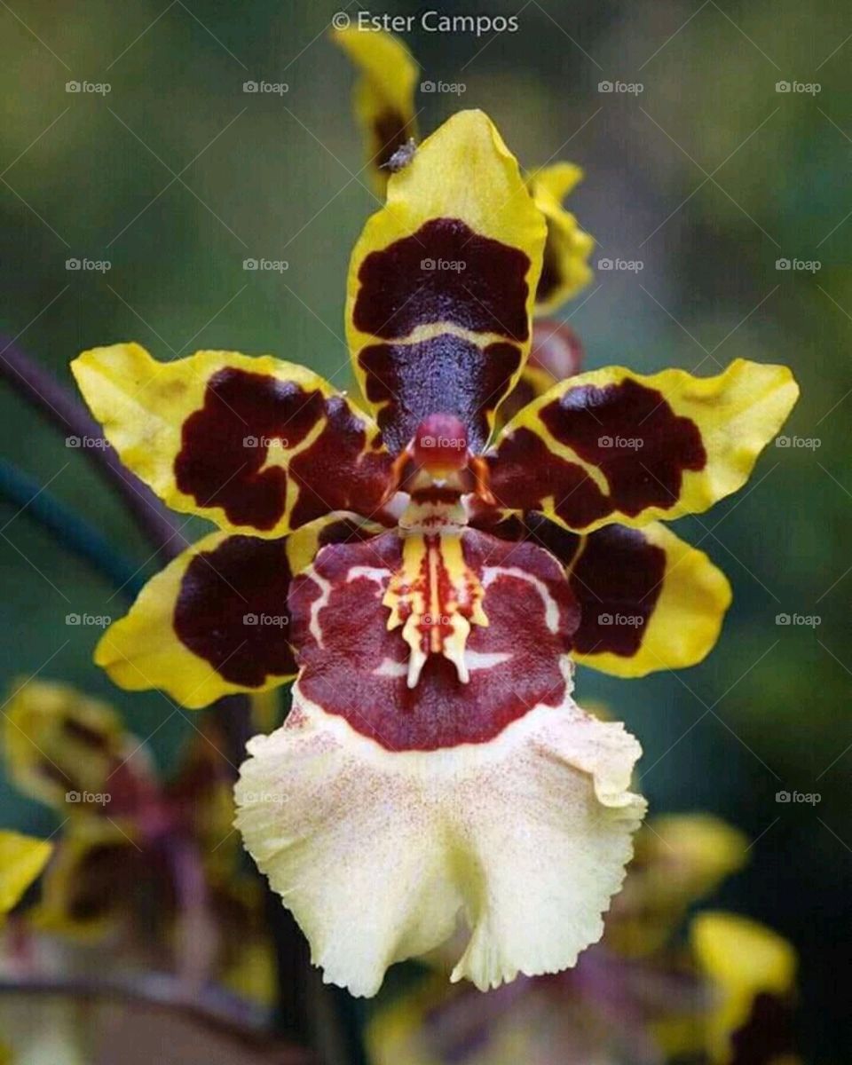 Orquídea Flores Detalhes Macro Natureza