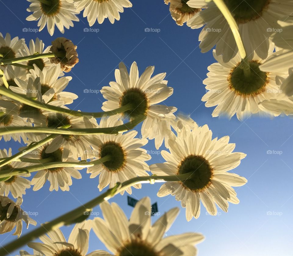 Low angle view of gerbera flowers against sky