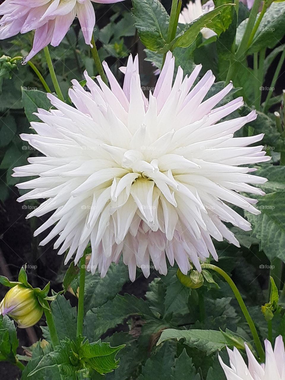 Белый георгин