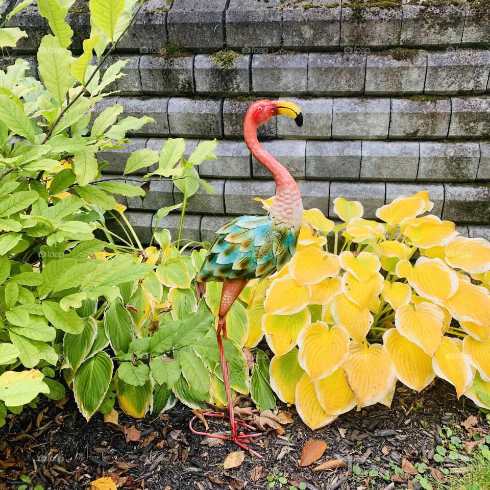 Garden flamingo in the Laurentians, Quebec, Canada 🍁