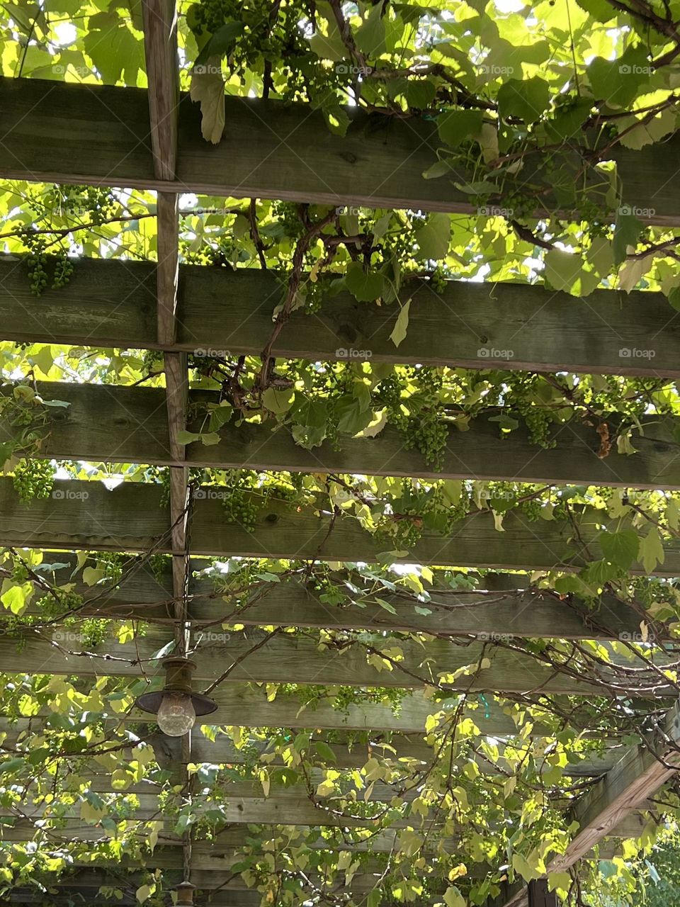 Grape arbor 