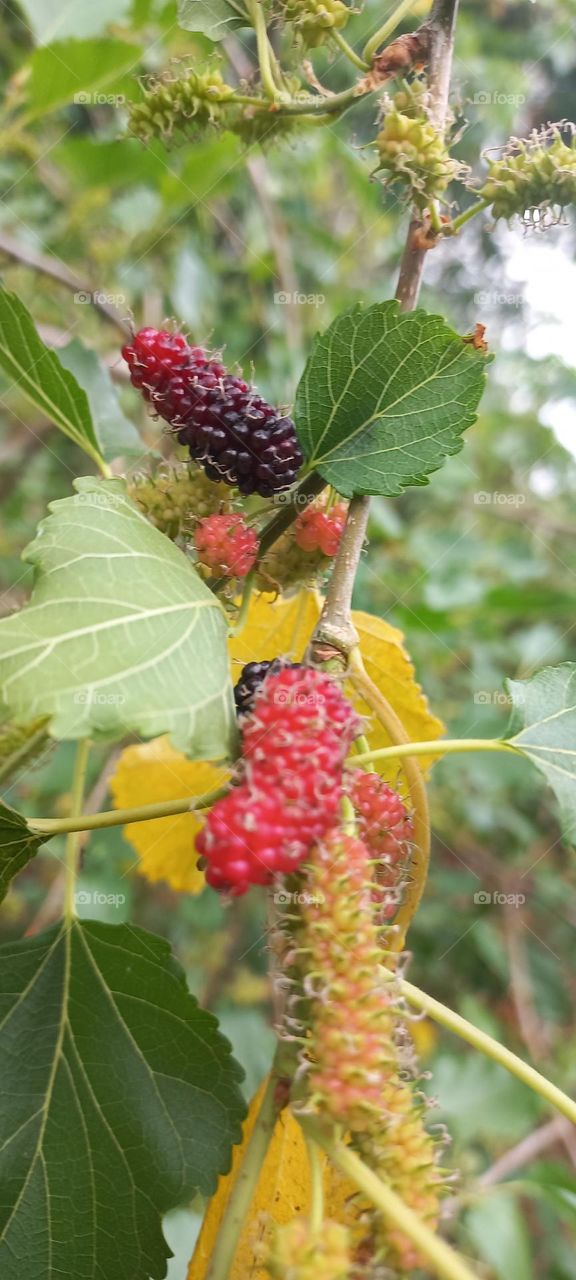 Strawberry is a type of berry that grows in many wild forests. These berries have a sweet taste