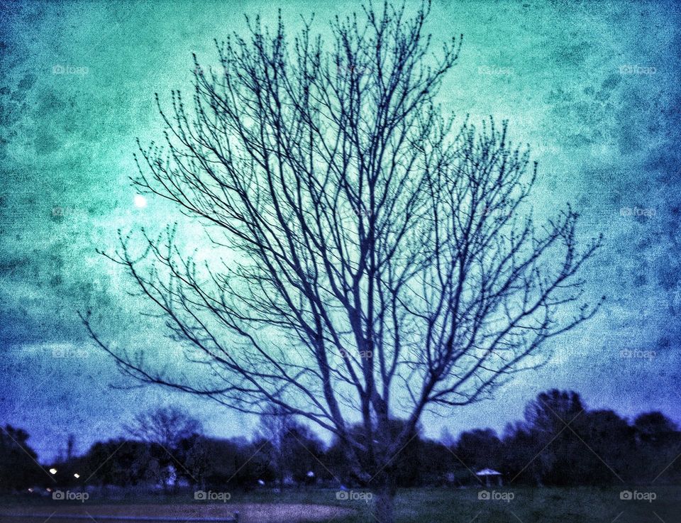 Early spring twilight. Before the buds popped in twilight 