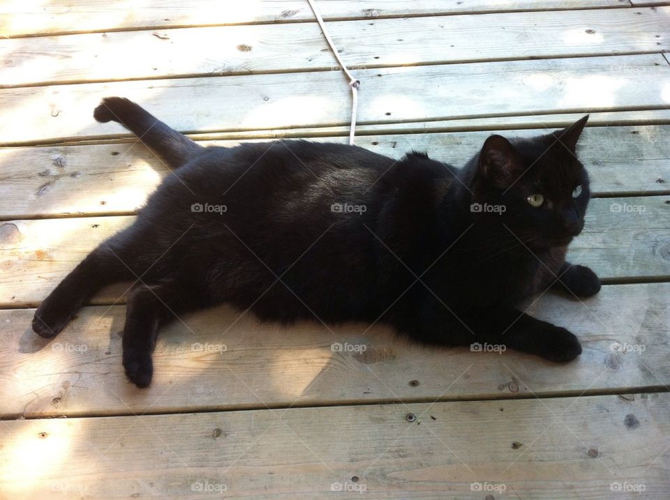 Black cat on the porch