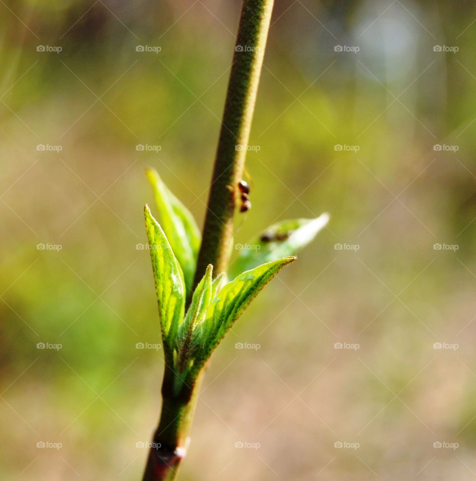 Green leaf