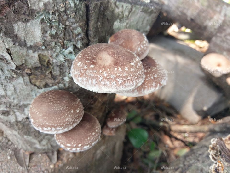 Shiiatke Mushrooms