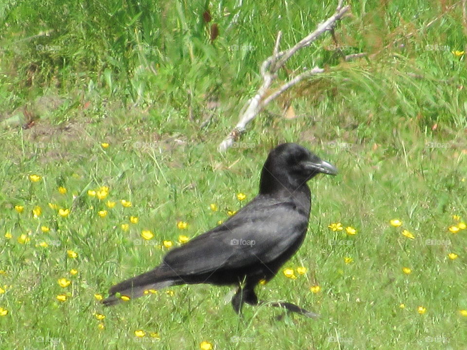 Crow