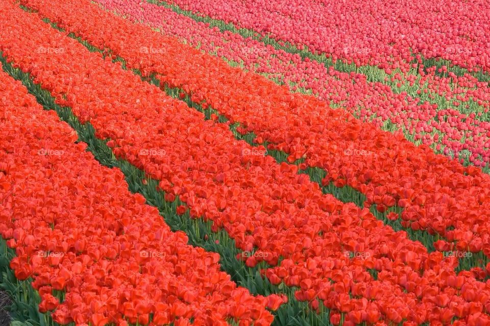 Tulips in Keukenhof 