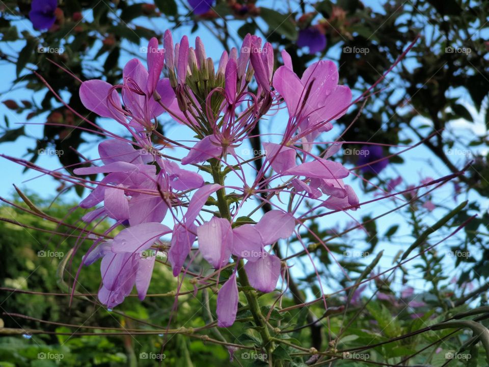beautiful wild flowers