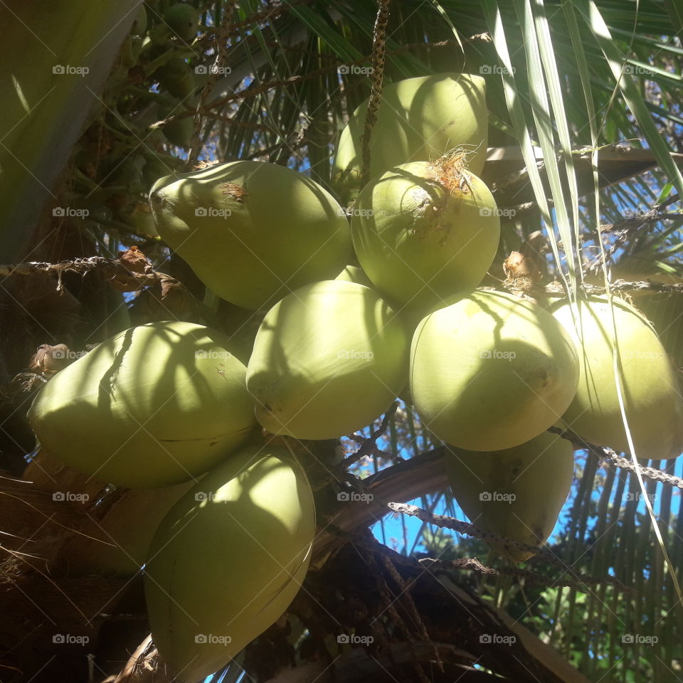 Fruit - Coconut Bay - Vegetable oil is extracted, with various culinary and industrial applications.  They use their fibers in the making of ropes, handicrafts, carpets, linings and fertilizers.  It is also used in numerous applications.