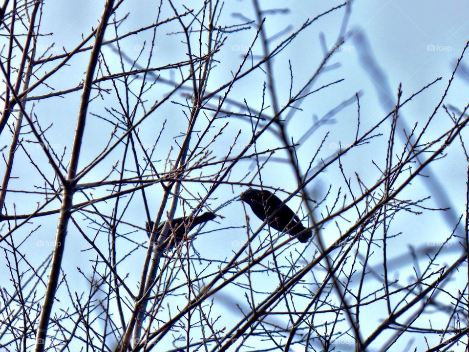 Spring birds in the park. 