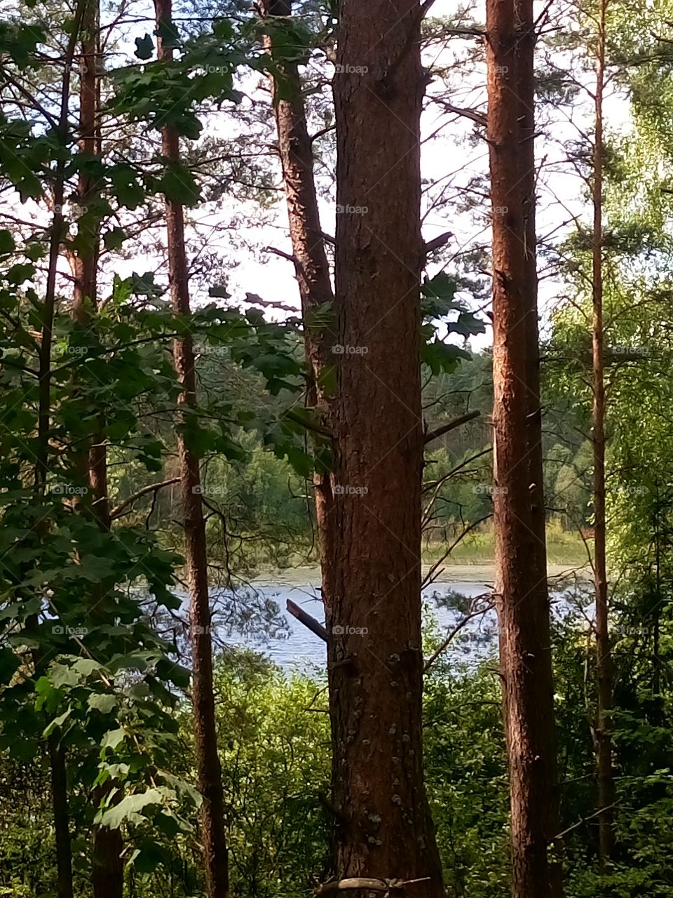 polish nature, lake in forest