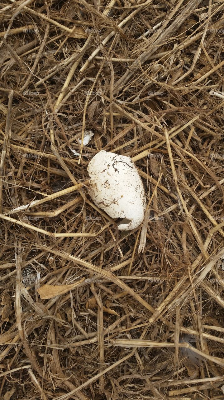 Hooded Plover egg