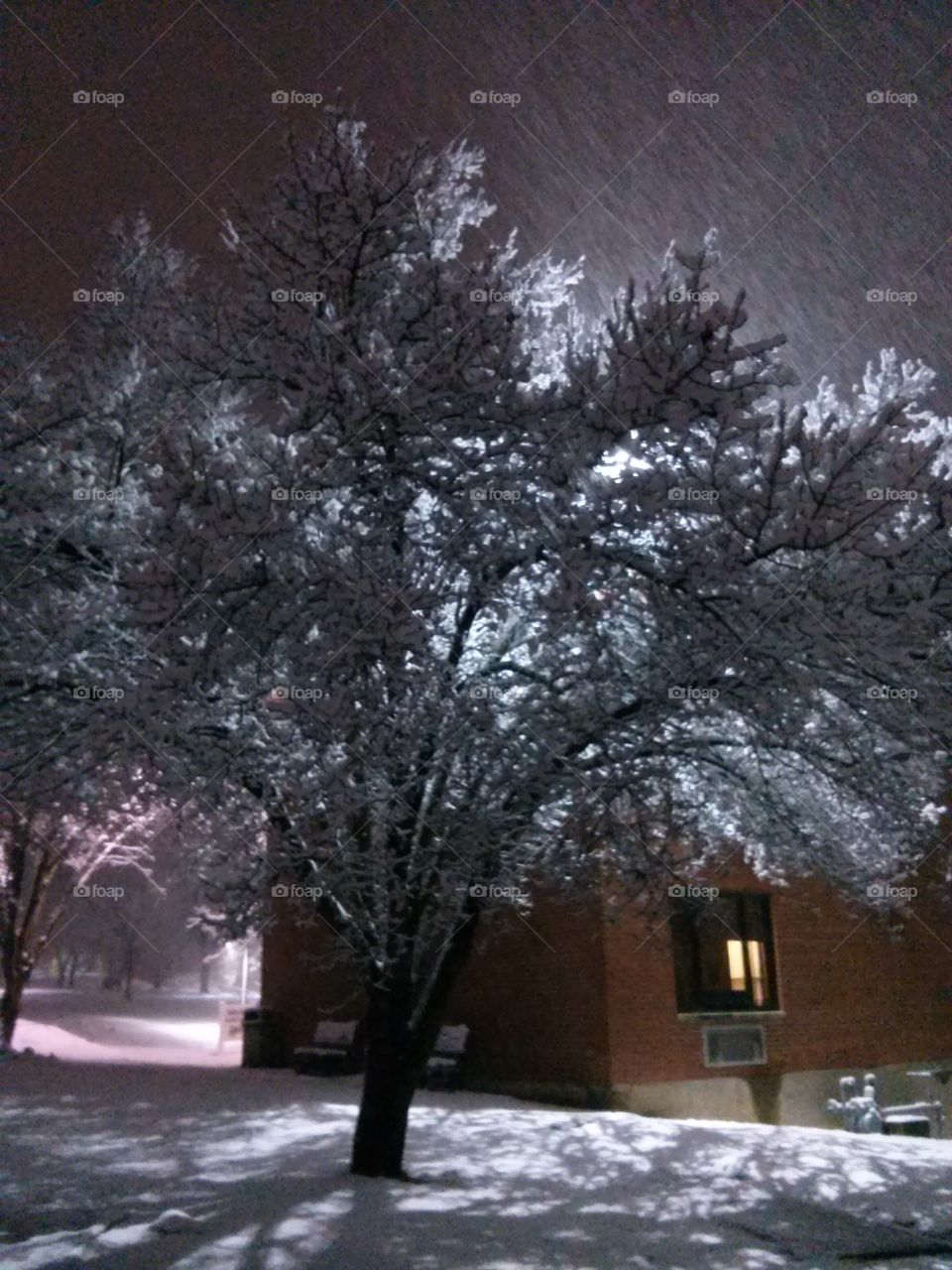 Snow. Tree with snow at night