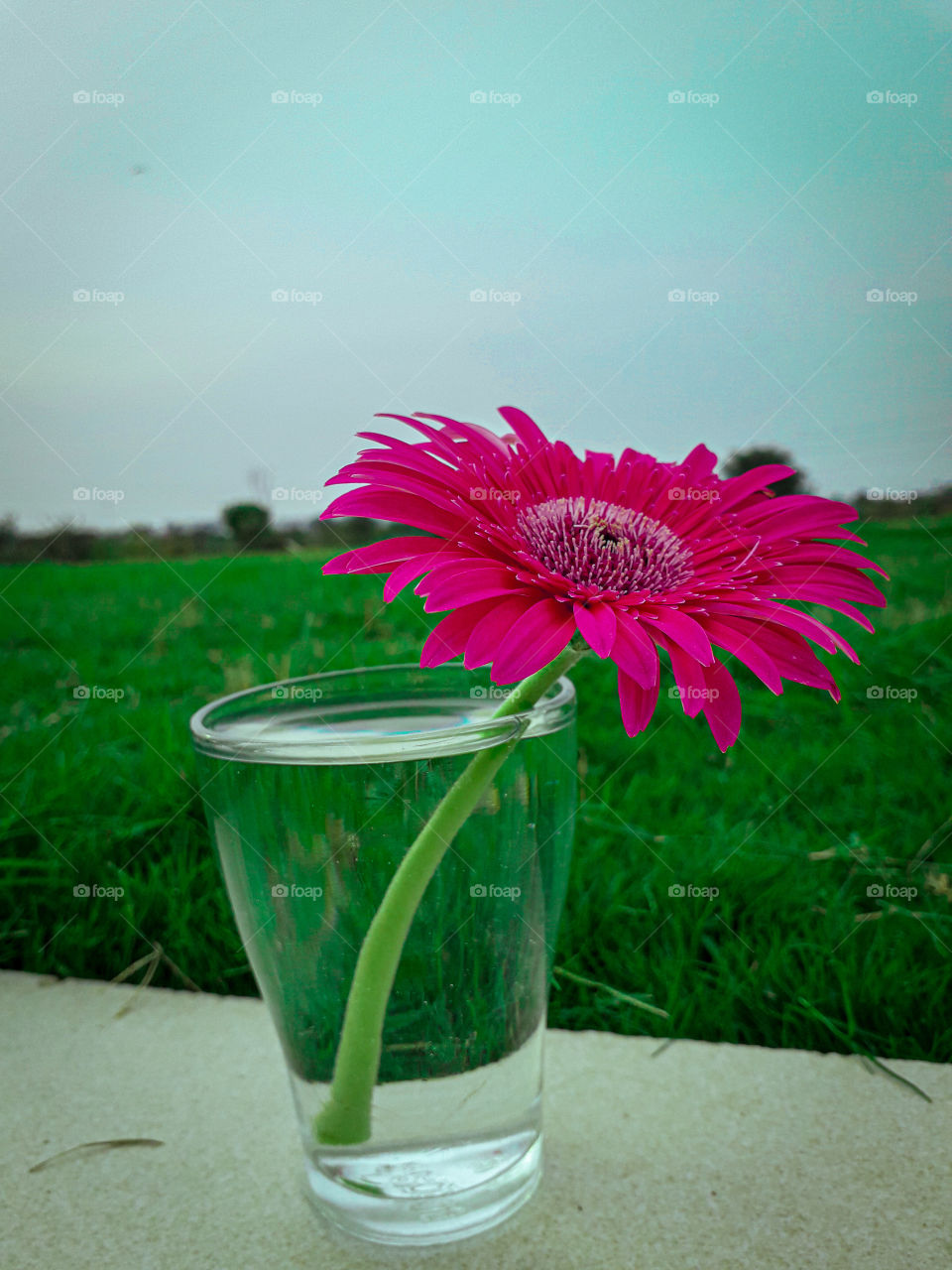 Gerbera Flower
Width:3096
Height:4128
File size:5.07MB
Aperture:1.851999
ISO:40
Time:05-July-2019/ 4:53:56pm