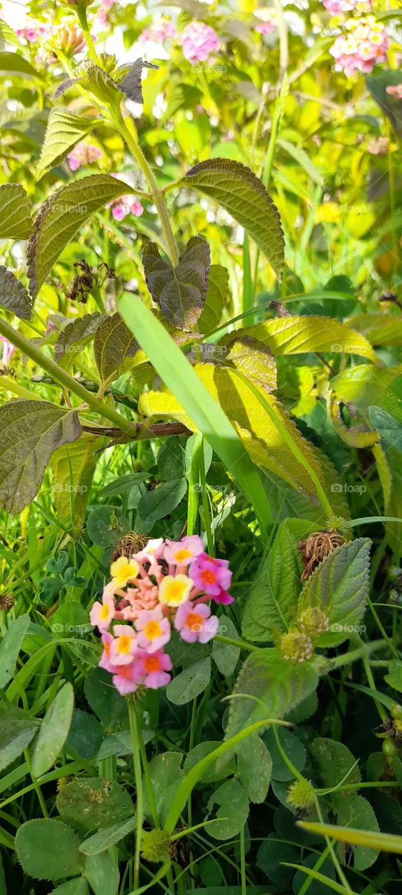 flor